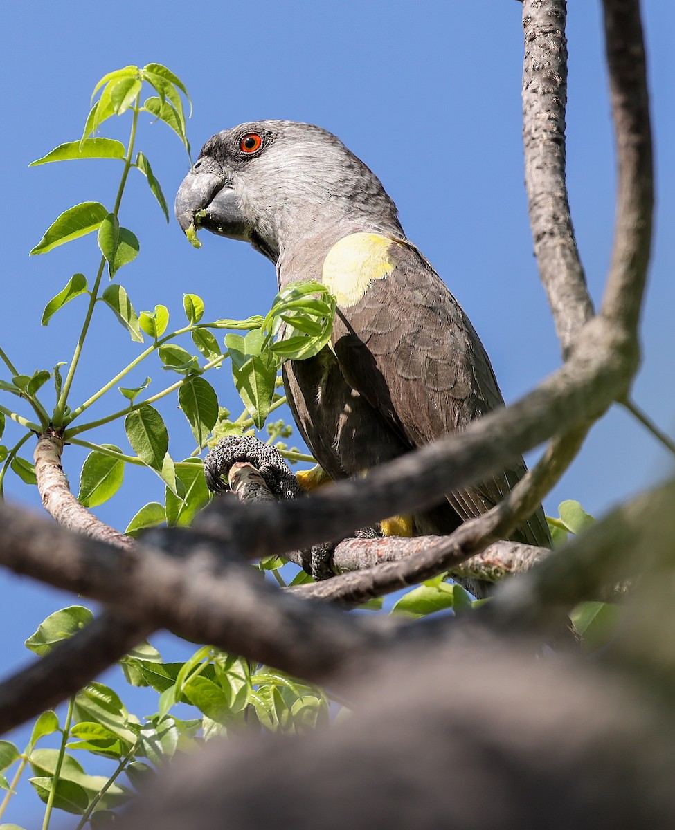 Rüppell's Parrot - ML627172487