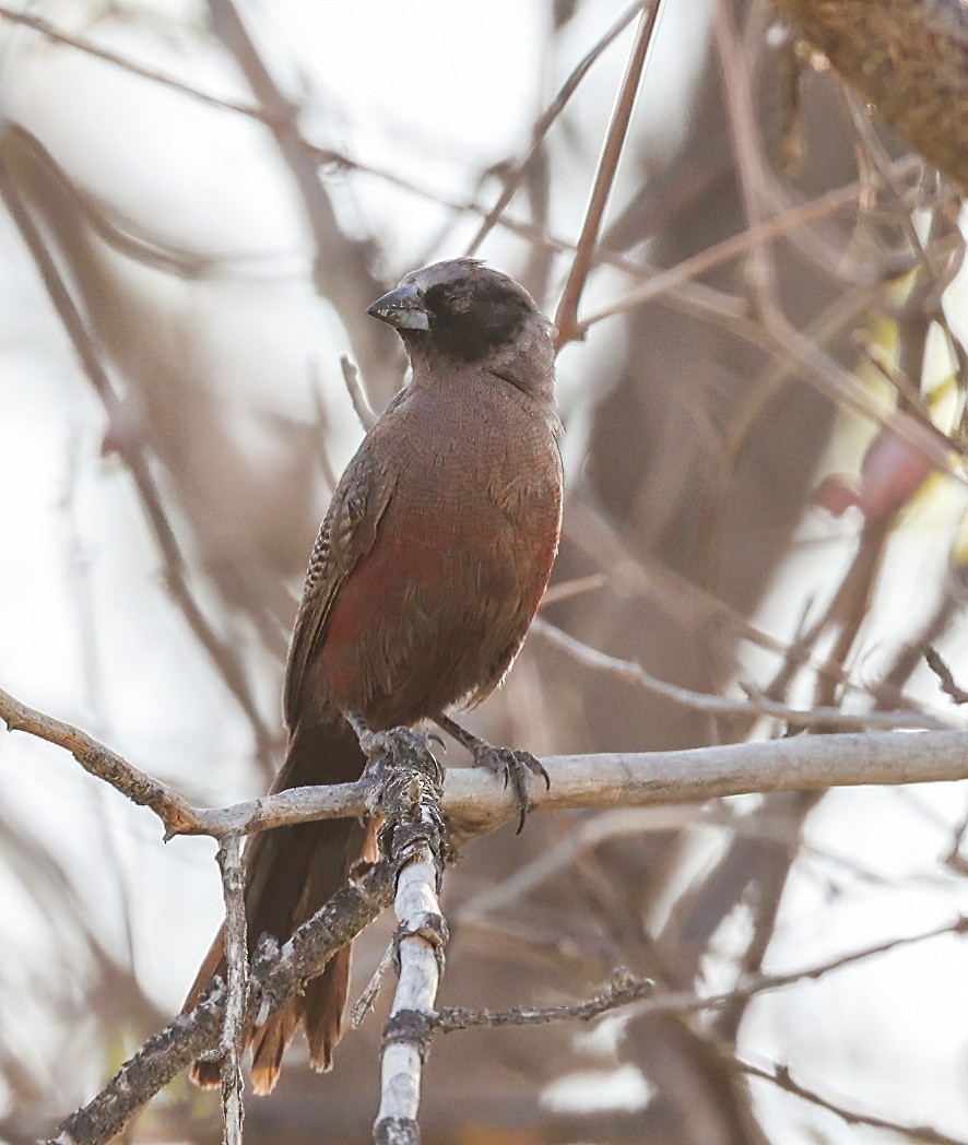 Black-faced Waxbill - ML627172553