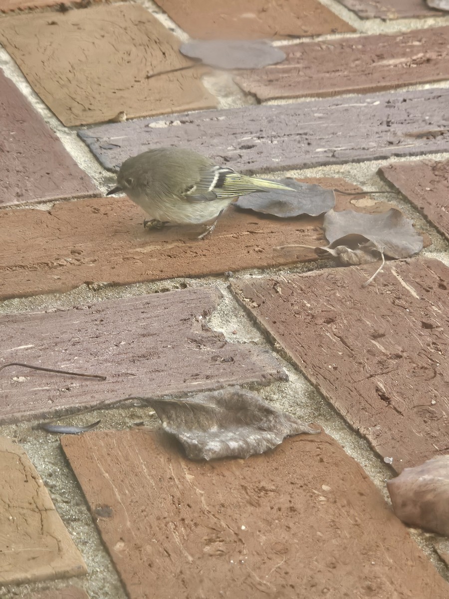 Ruby-crowned Kinglet - ML627172605