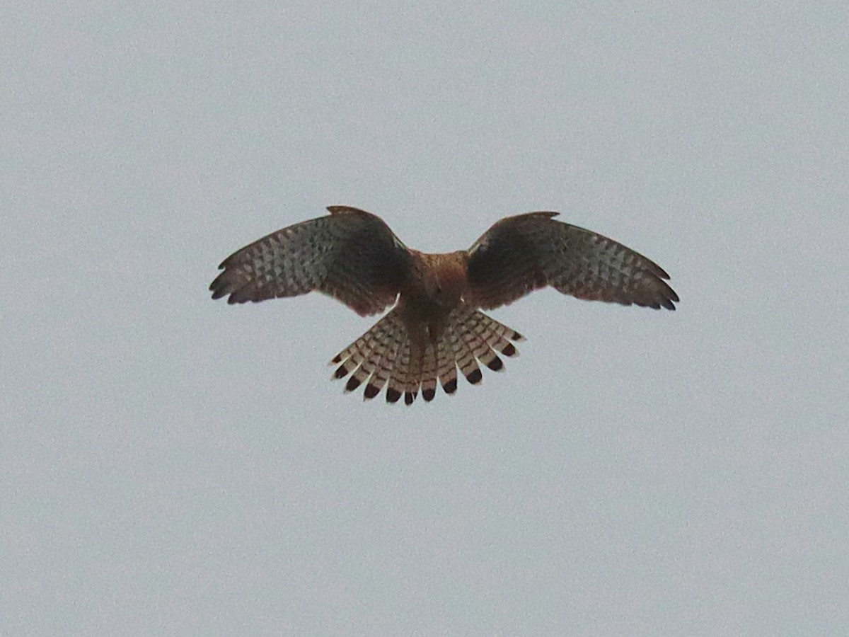 Eurasian Kestrel - ML627172842