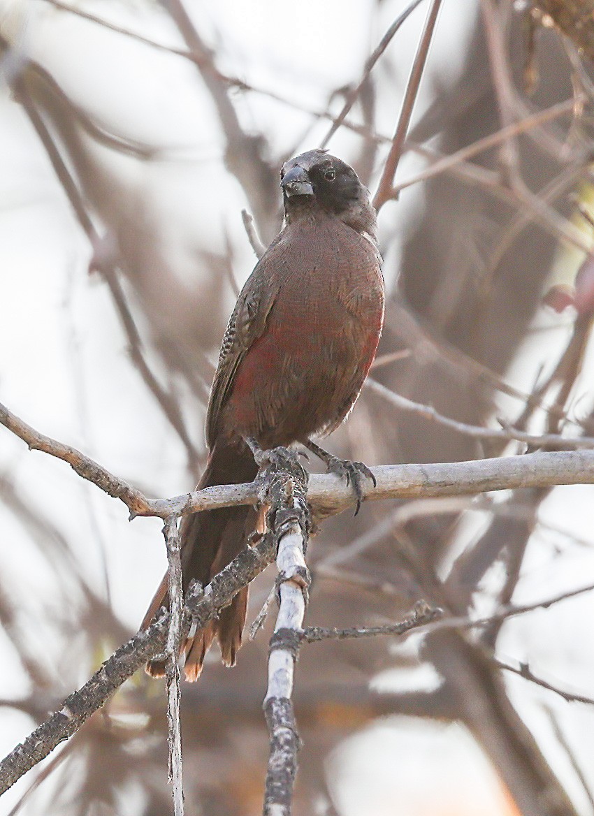 Black-faced Waxbill - ML627172885