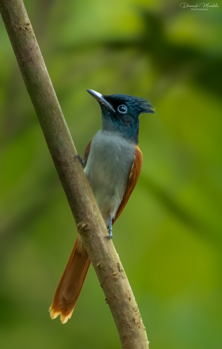 Indian Paradise-Flycatcher - ML627173224