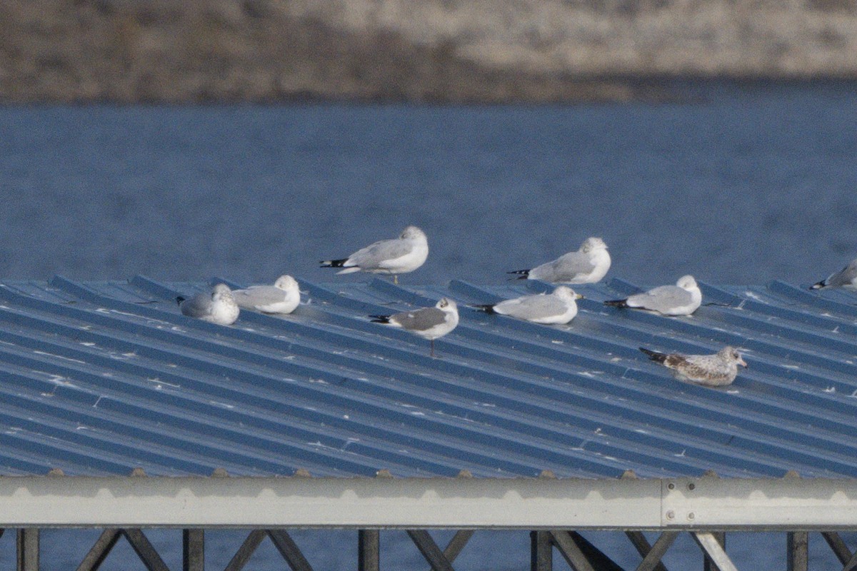 Laughing Gull - ML627173340