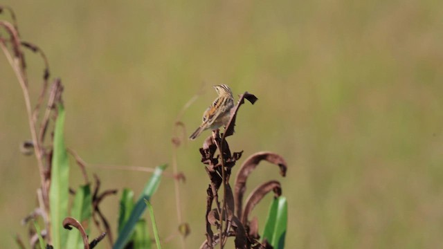 Cisticole des joncs - ML627173373