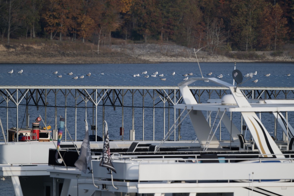 Laughing Gull - ML627173381