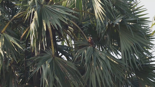 musvåk - ML627173407