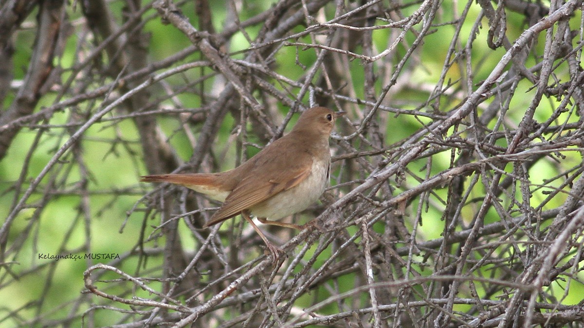Thrush Nightingale - ML627173511