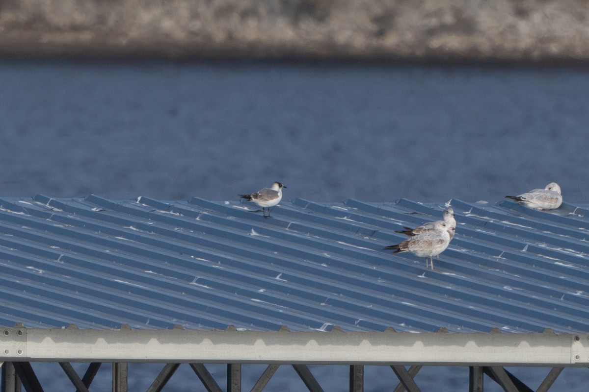 Franklin's Gull - ML627173512