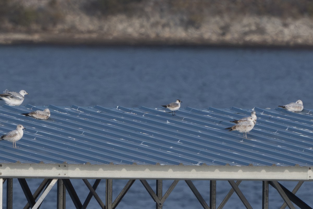 Franklin's Gull - ML627173513