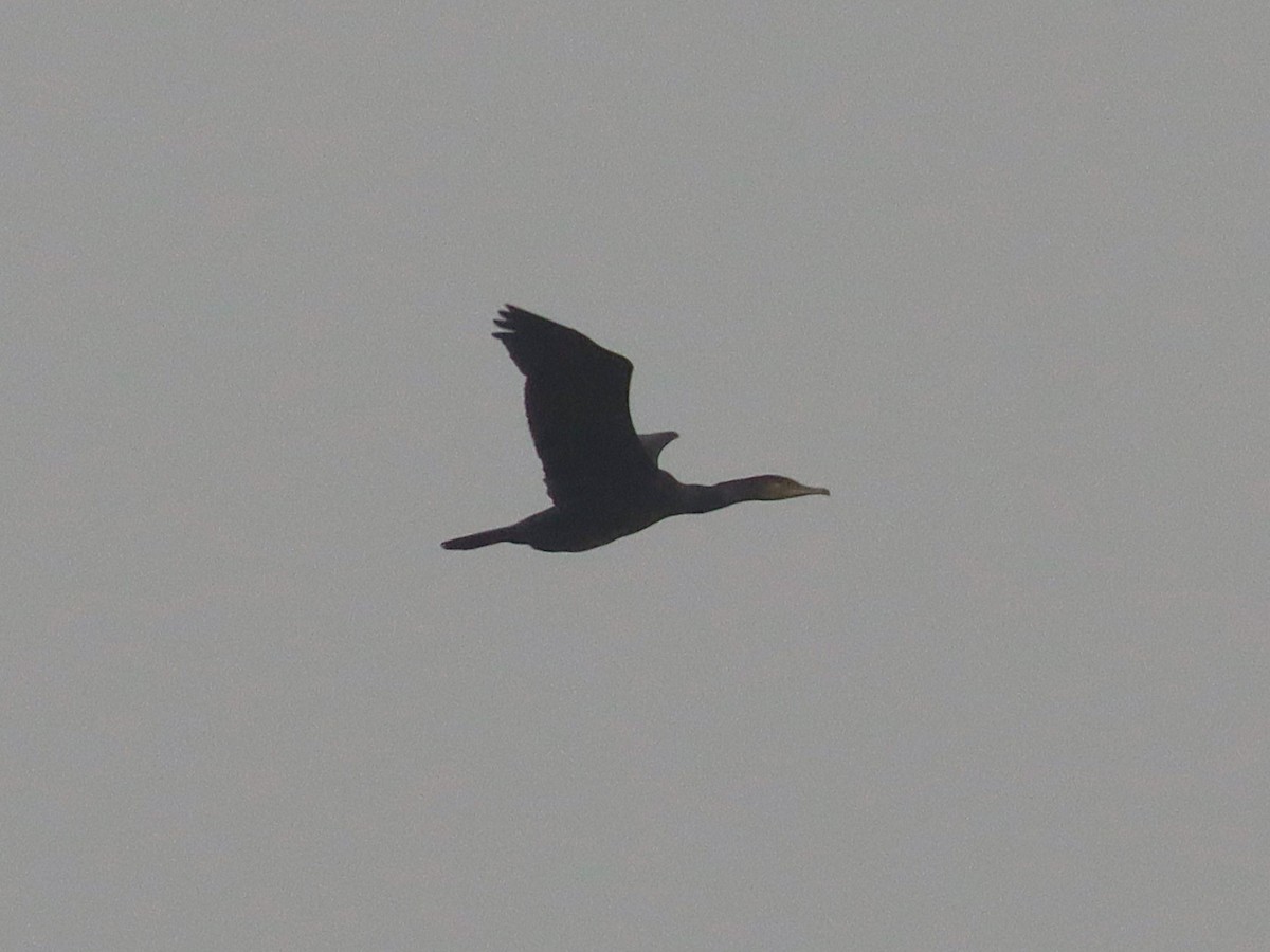 Great Cormorant - ML627173572