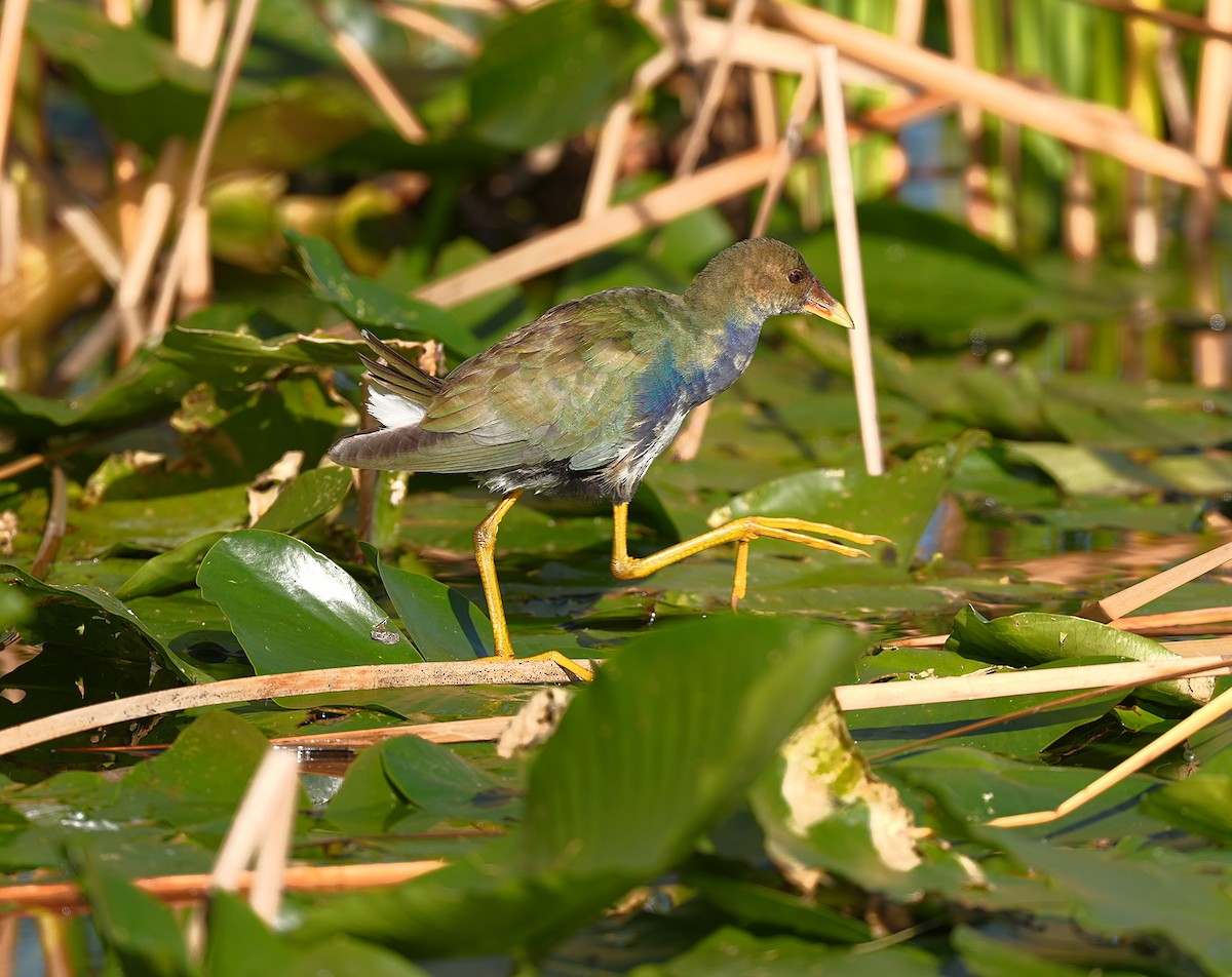 Purple Gallinule - ML627173821
