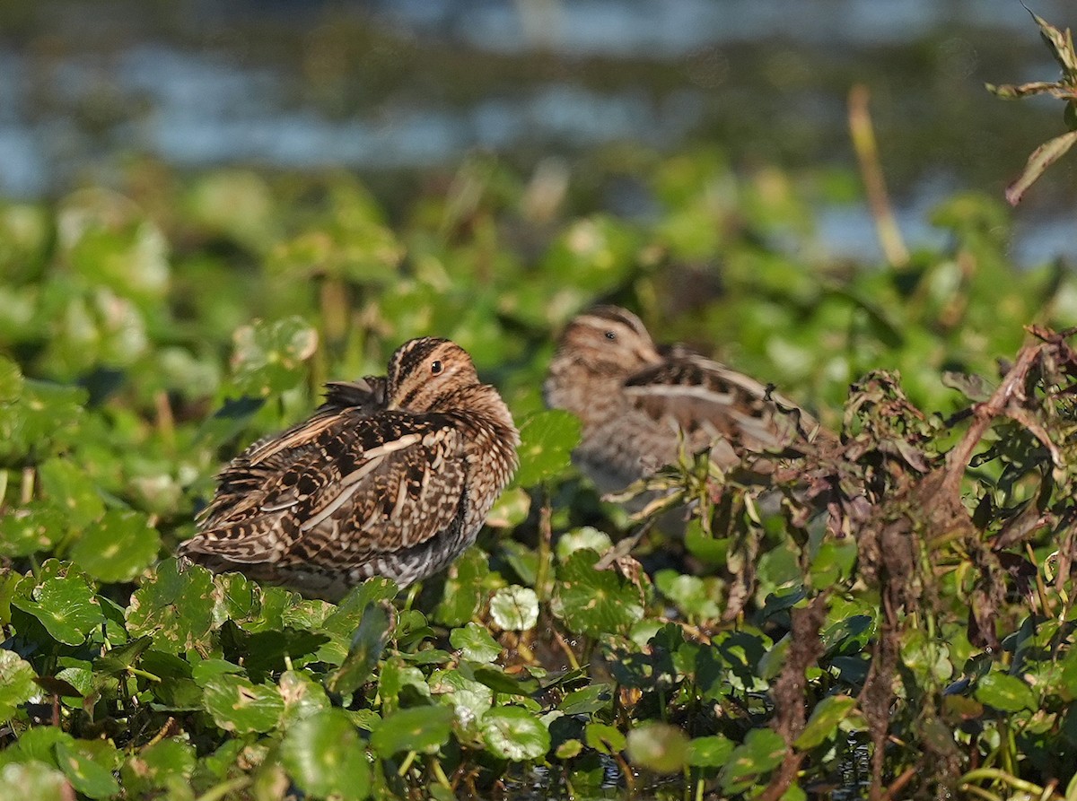 Wilson's Snipe - ML627173833