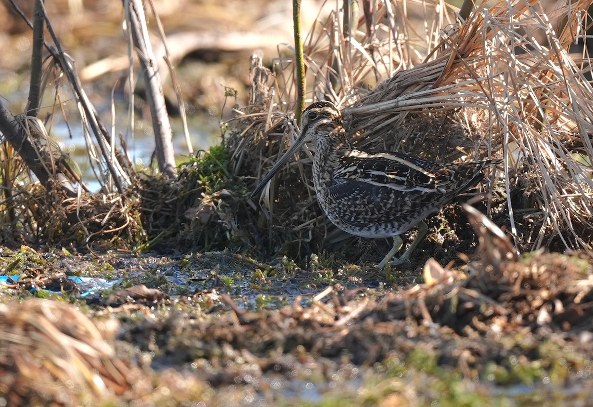 Wilson's Snipe - ML627173834