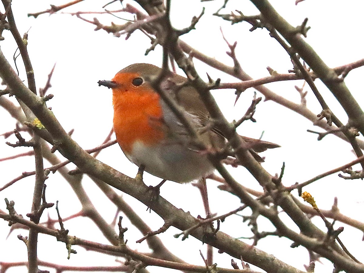 European Robin - ML627173883