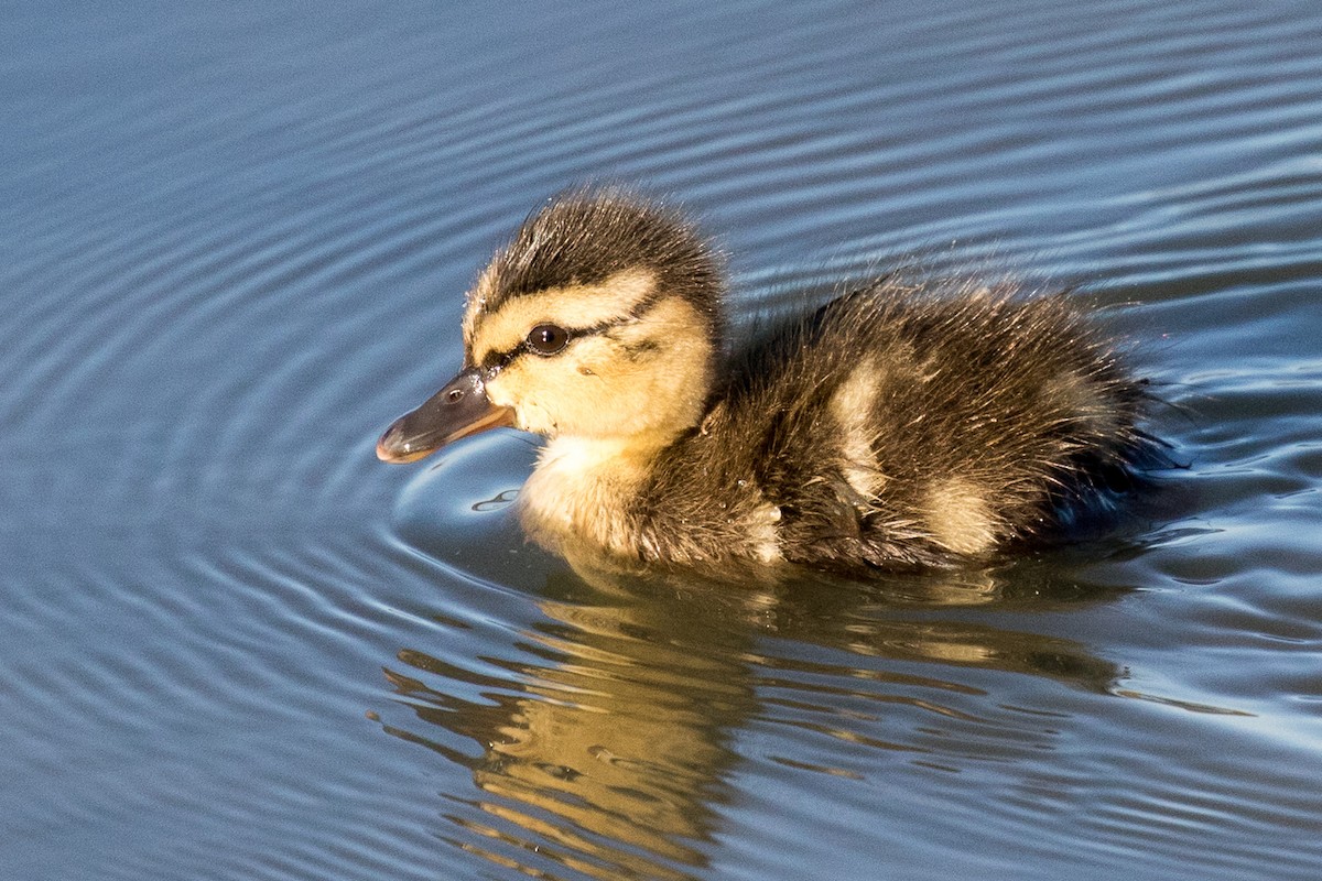 Canard colvert - ML62717391