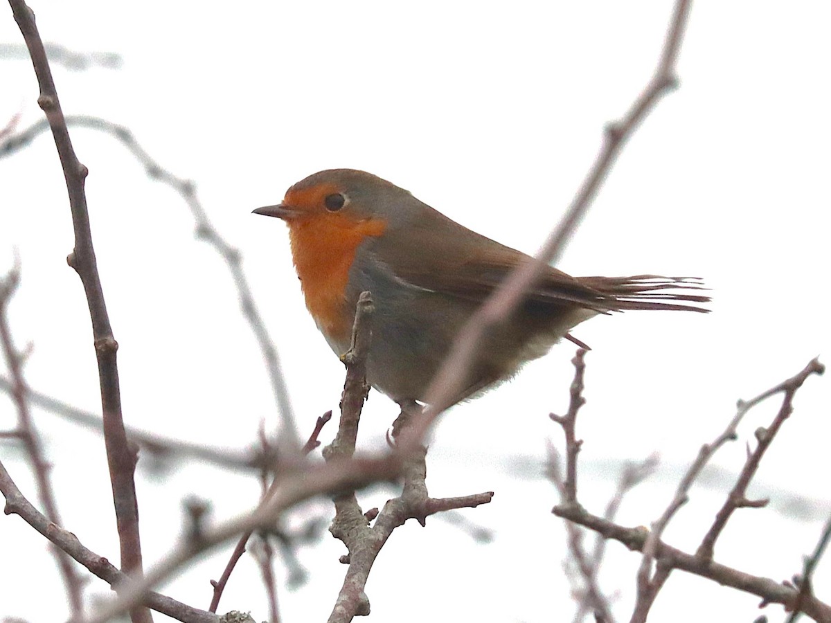 European Robin - ML627173932