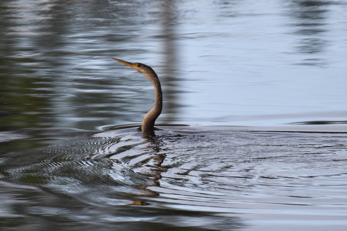 Anhinga Americana - ML627173966