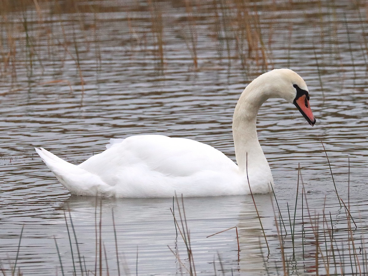 Mute Swan - ML627174073