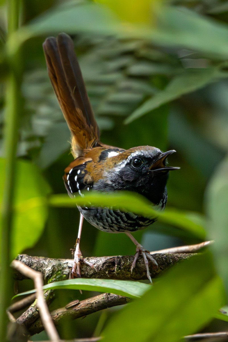 Squamate Antbird - ML627174318