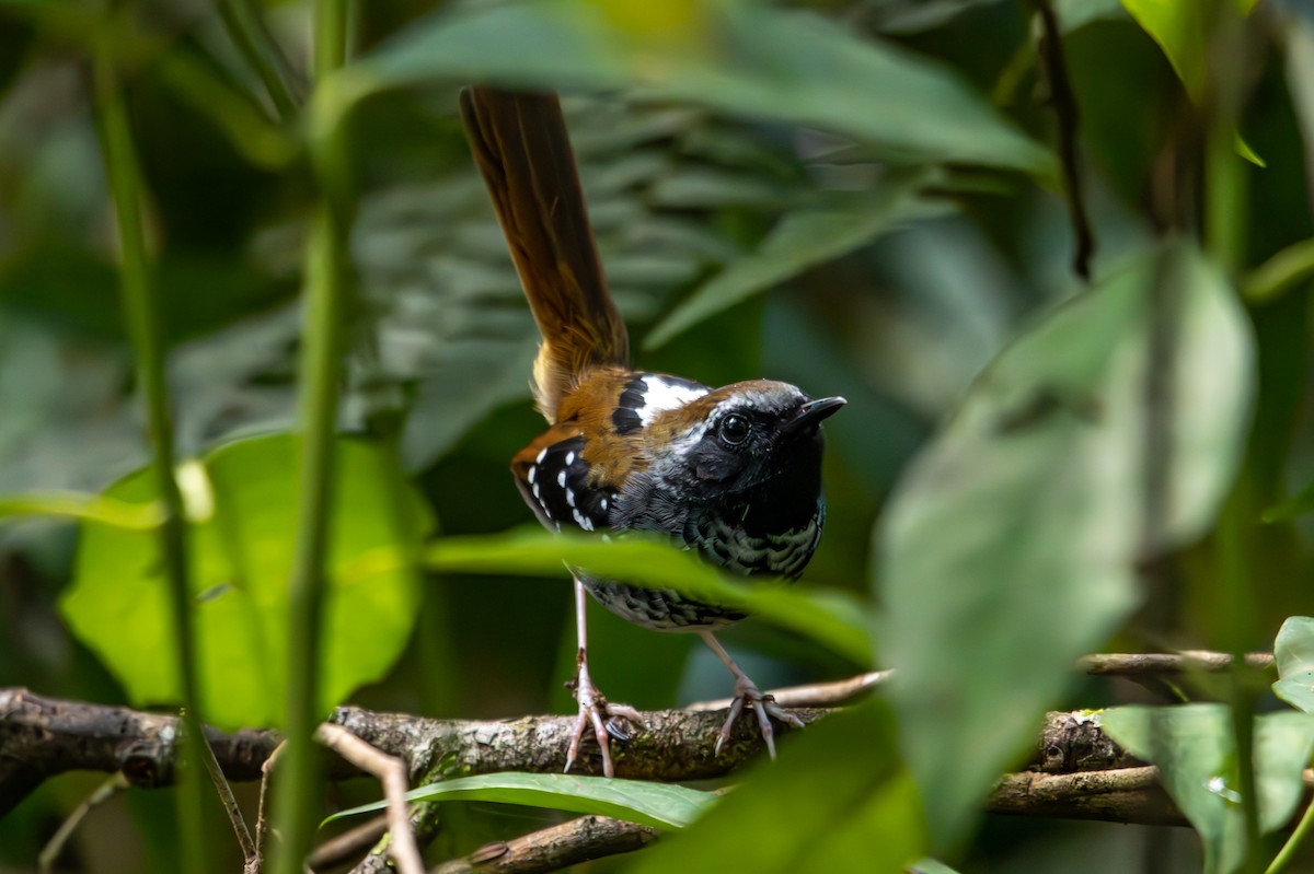 Squamate Antbird - ML627174319