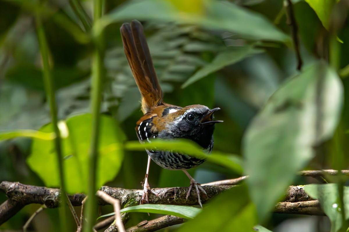 Squamate Antbird - ML627174320