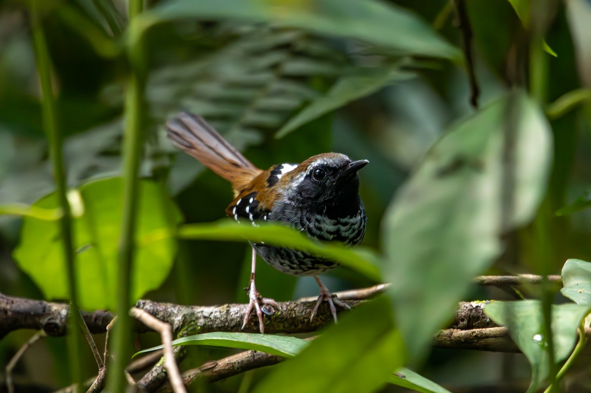 Squamate Antbird - ML627174321