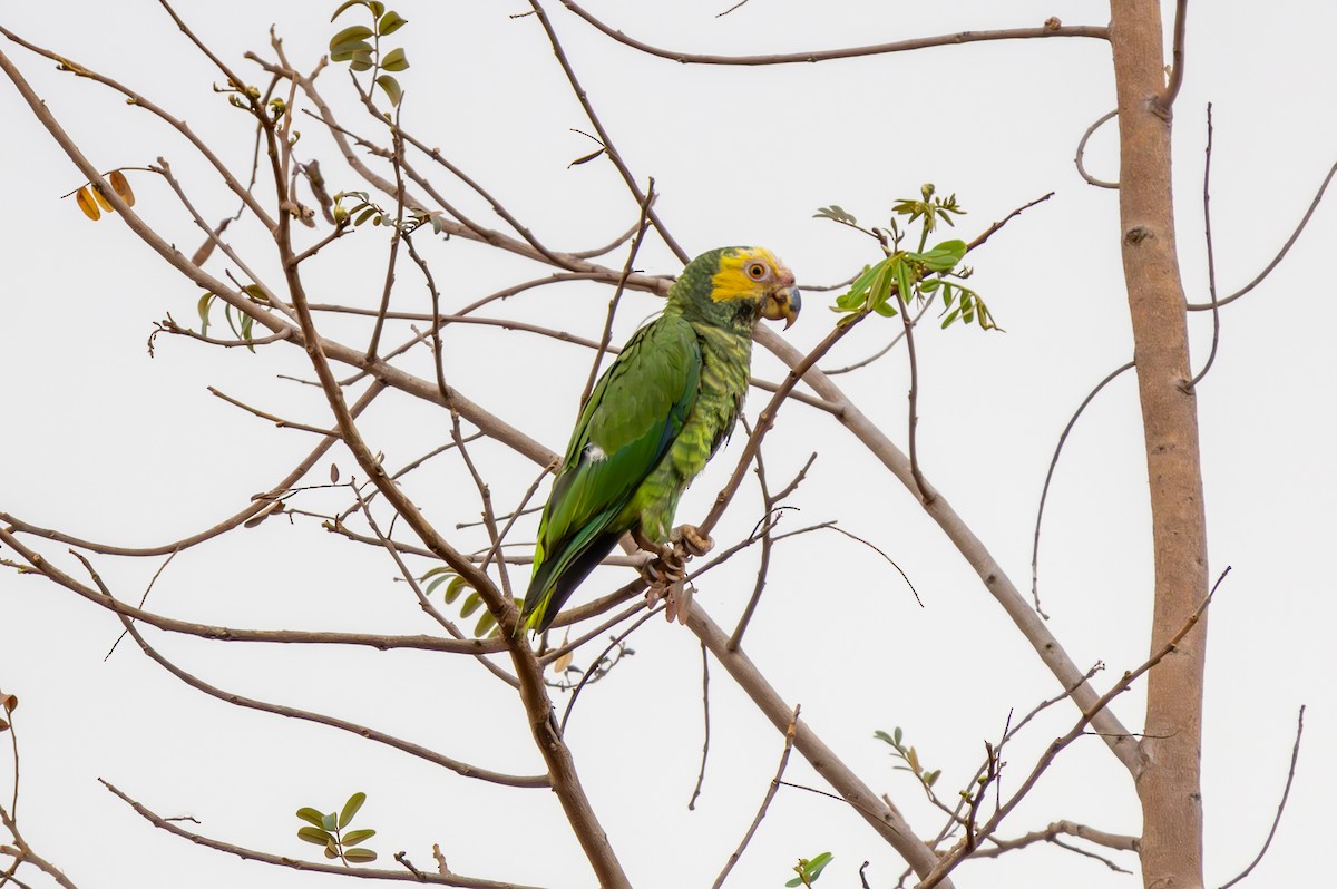 Yellow-faced Parrot - ML627174425