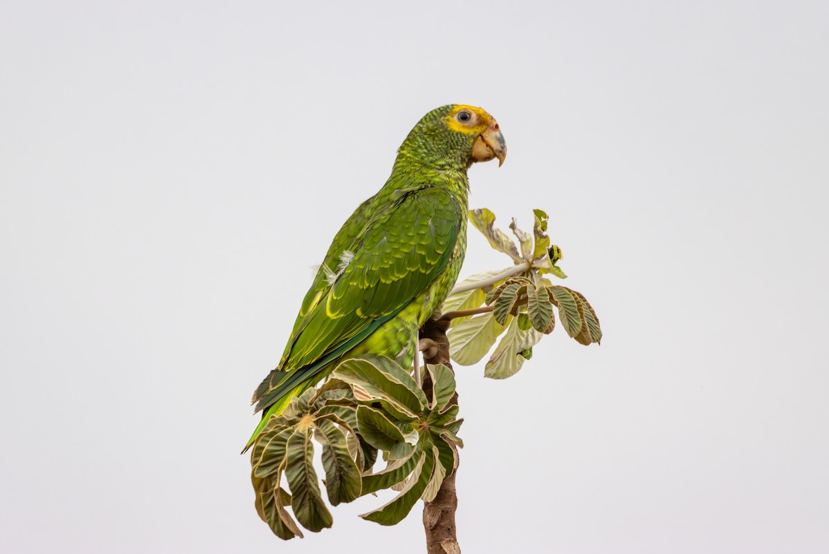 Yellow-faced Parrot - ML627174426