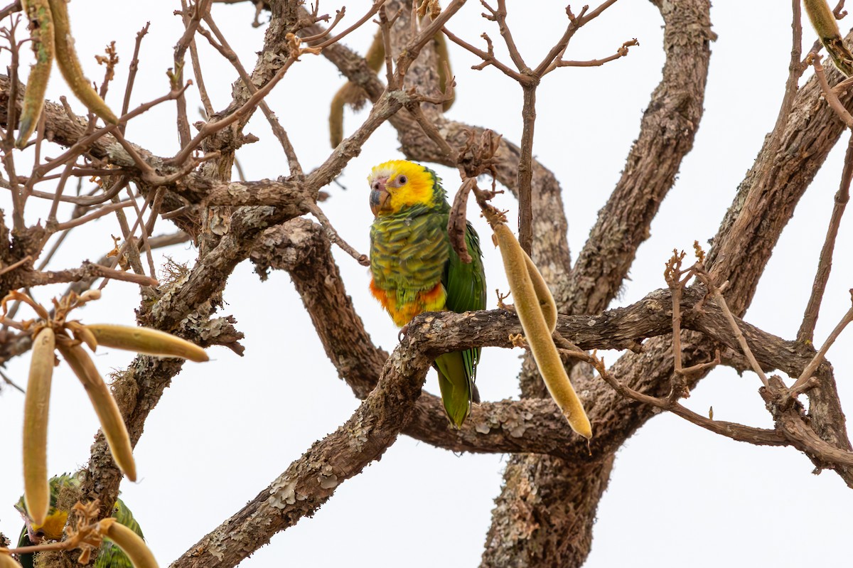 Yellow-faced Parrot - ML627174427