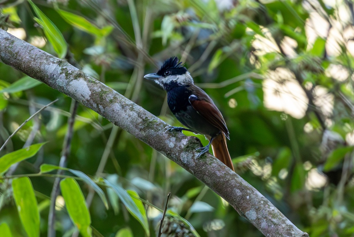White-bearded Antshrike - ML627174455
