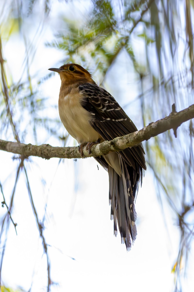 Pavonine Cuckoo - ML627174529