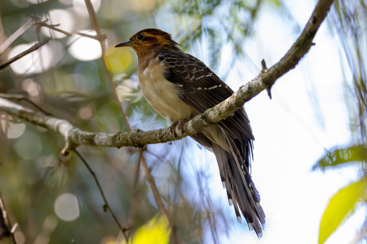 Pavonine Cuckoo - ML627174532