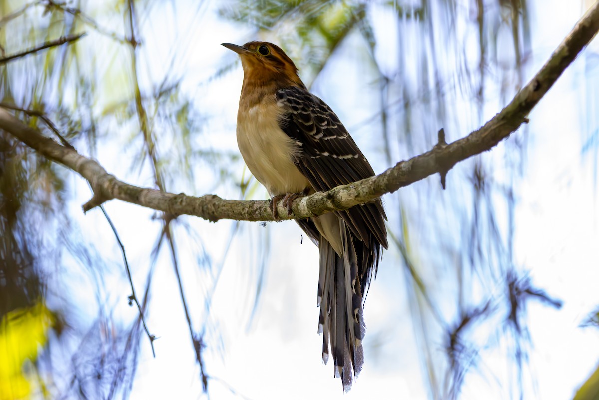 Pavonine Cuckoo - ML627174533