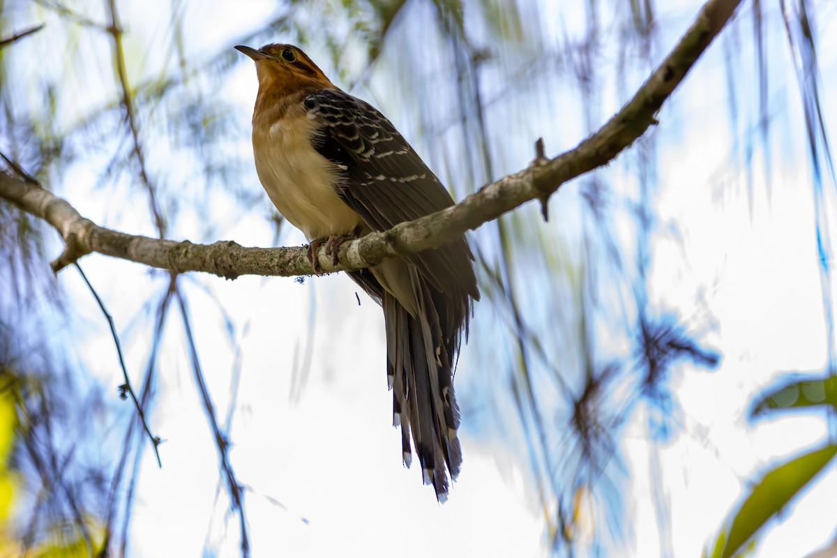 Pavonine Cuckoo - ML627174534