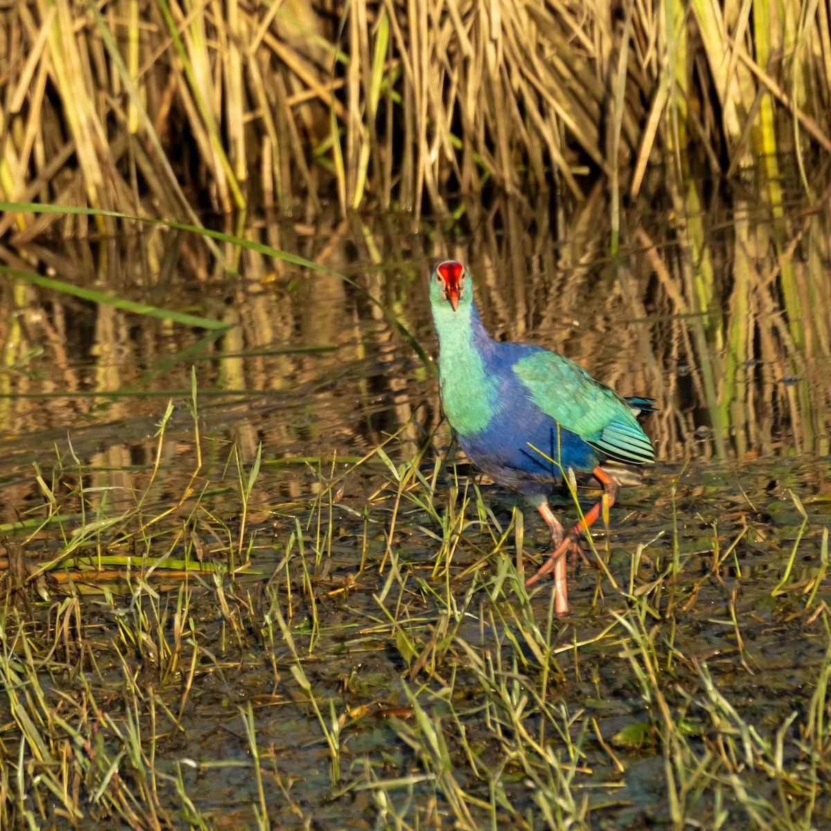 Gray-headed Swamphen - ML627174573