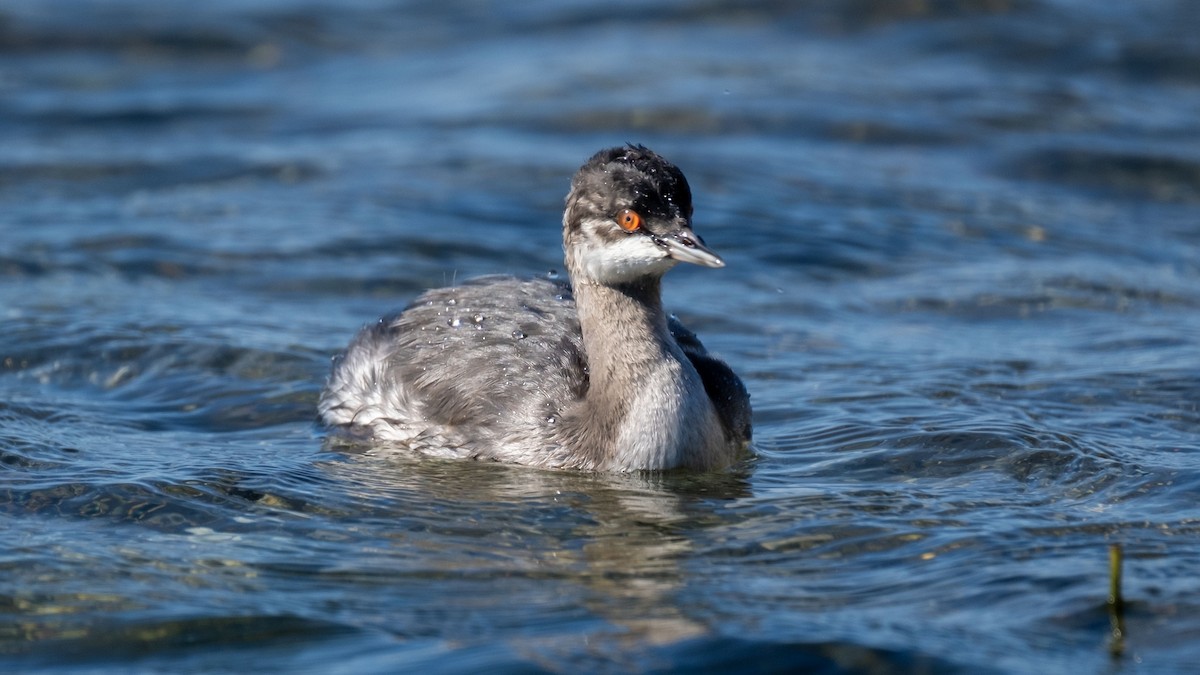 Eared Grebe - ML627174592