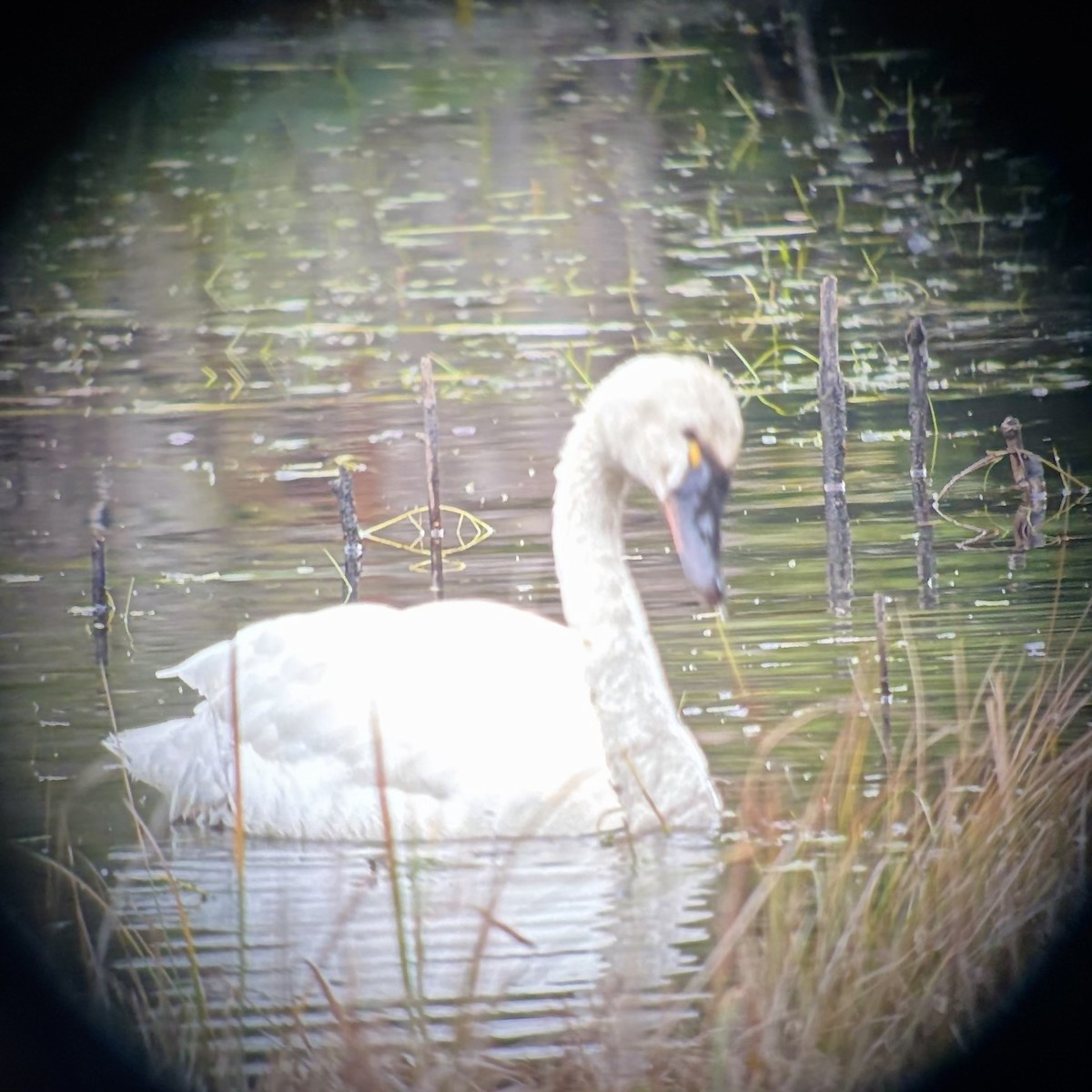 小天鵝 - ML627174788