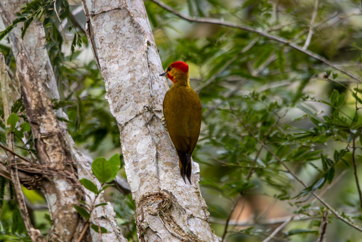 Yellow-throated Woodpecker - ML627174818