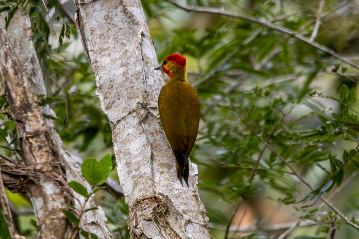 Yellow-throated Woodpecker - ML627174819