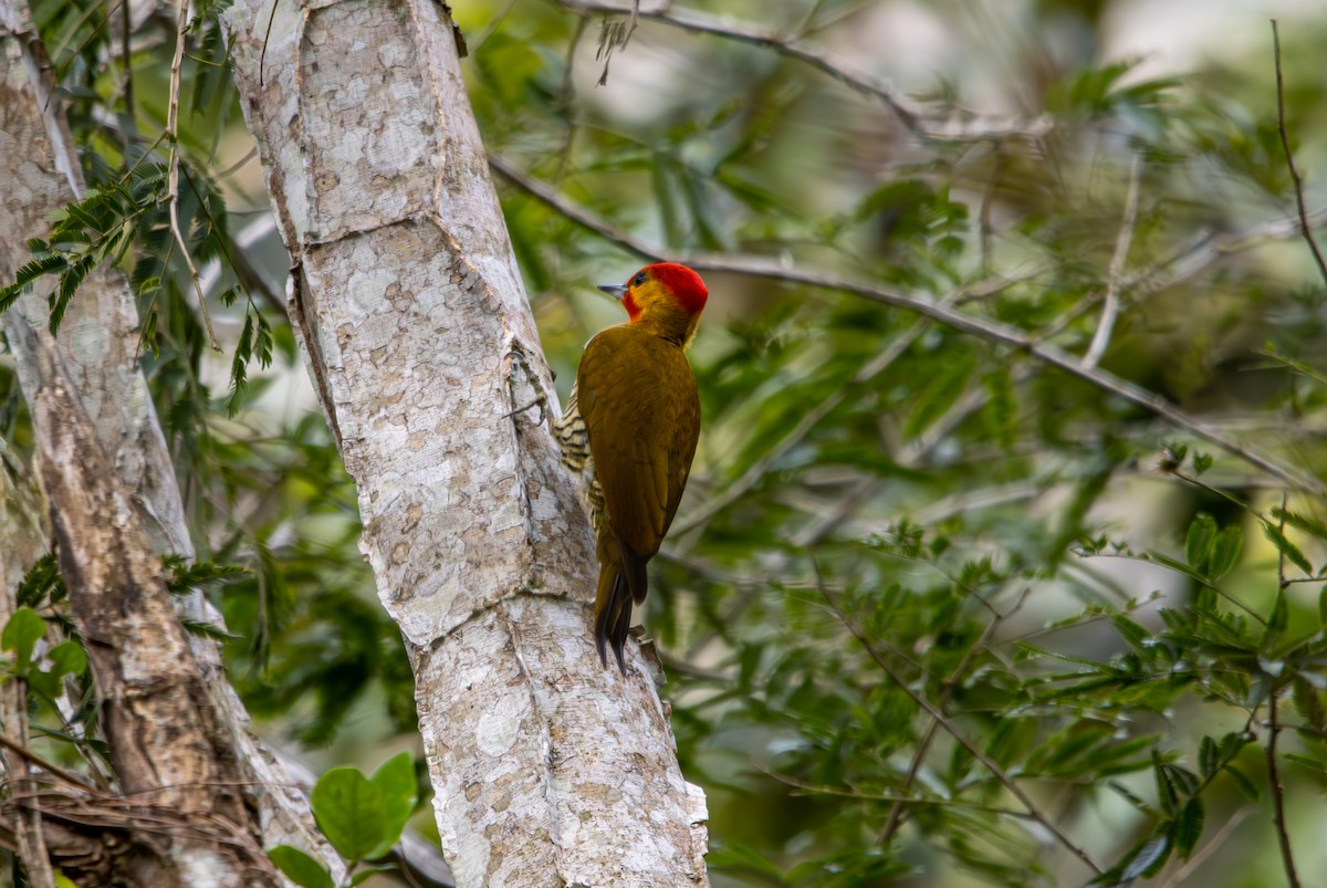 Yellow-throated Woodpecker - ML627174820