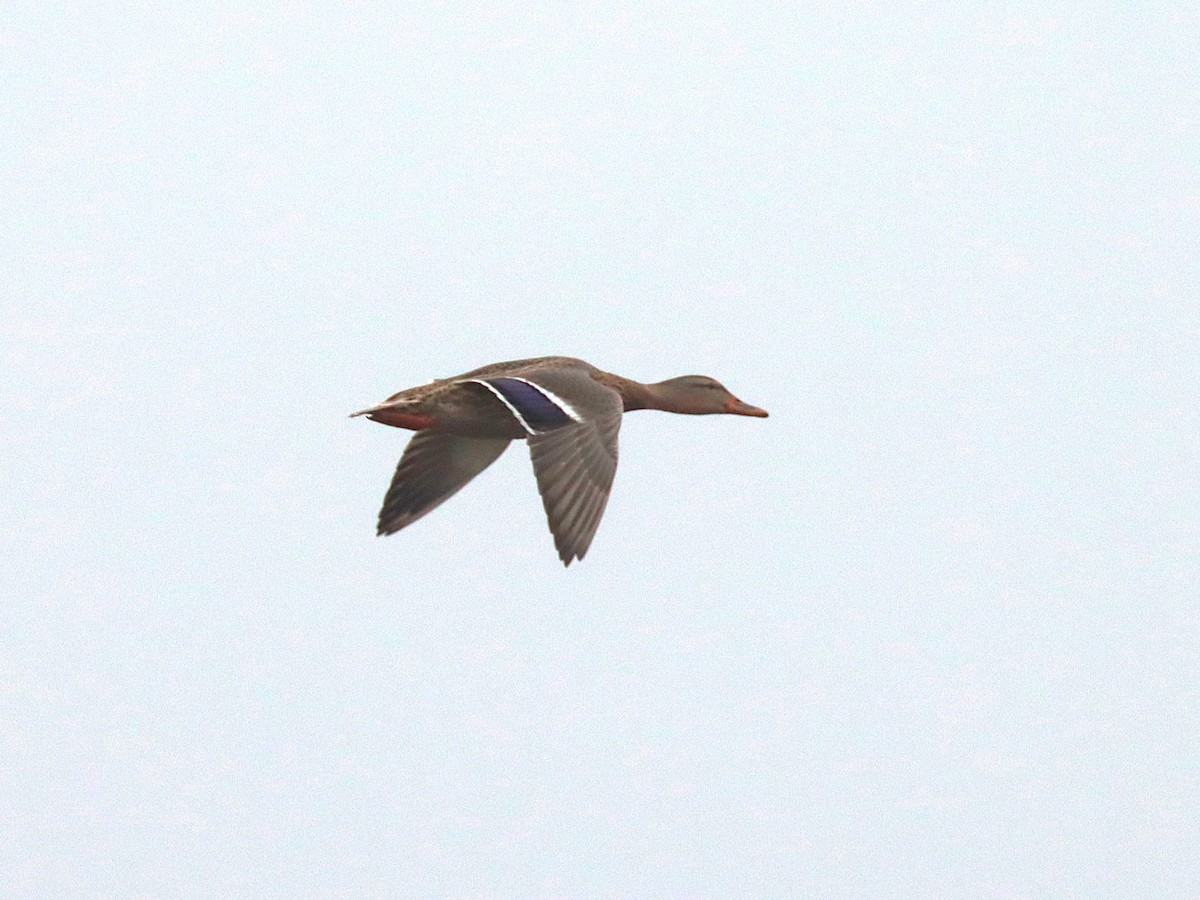 Mallard - ML627174832