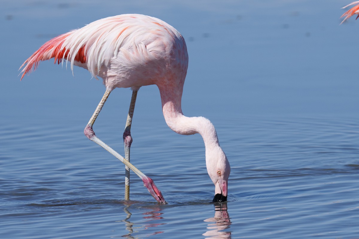 Chilean Flamingo - ML627174947