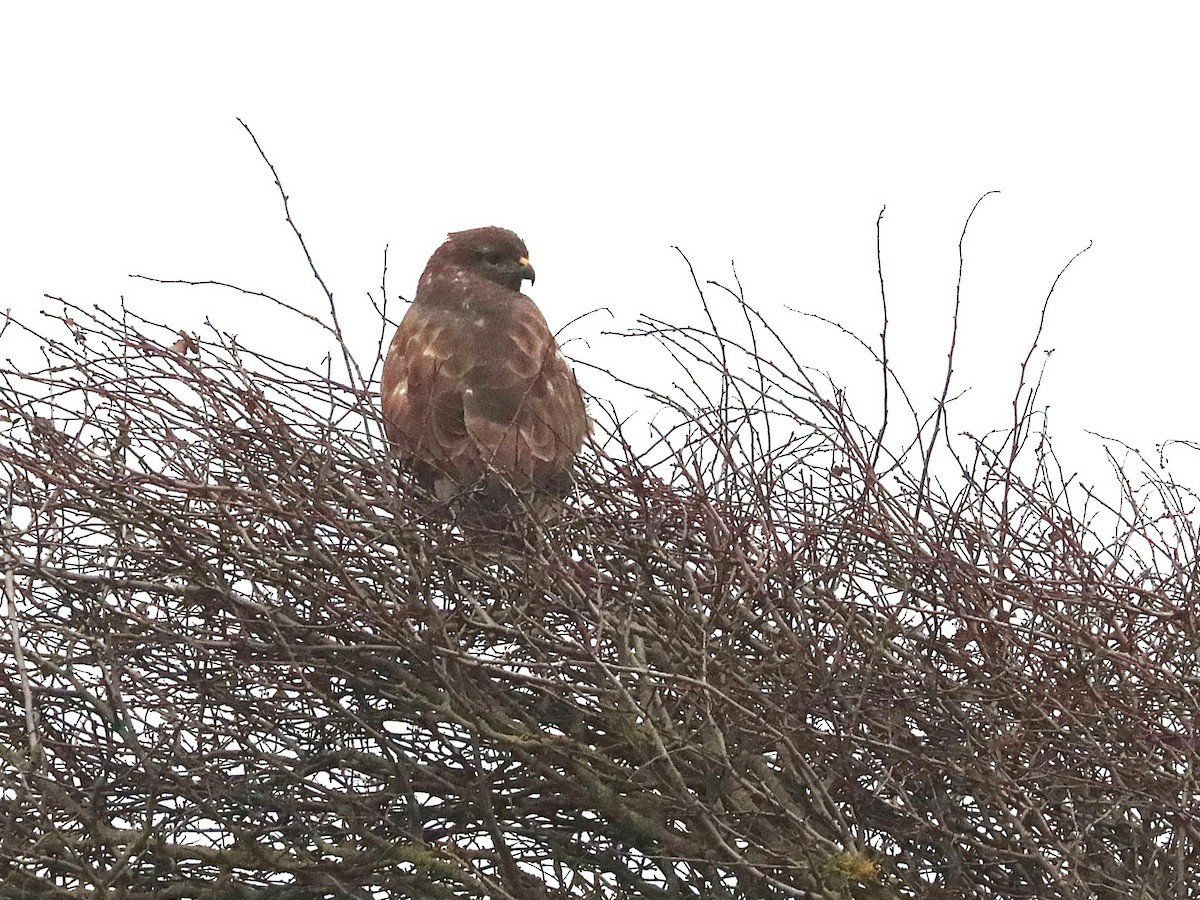 Common Buzzard - ML627175029