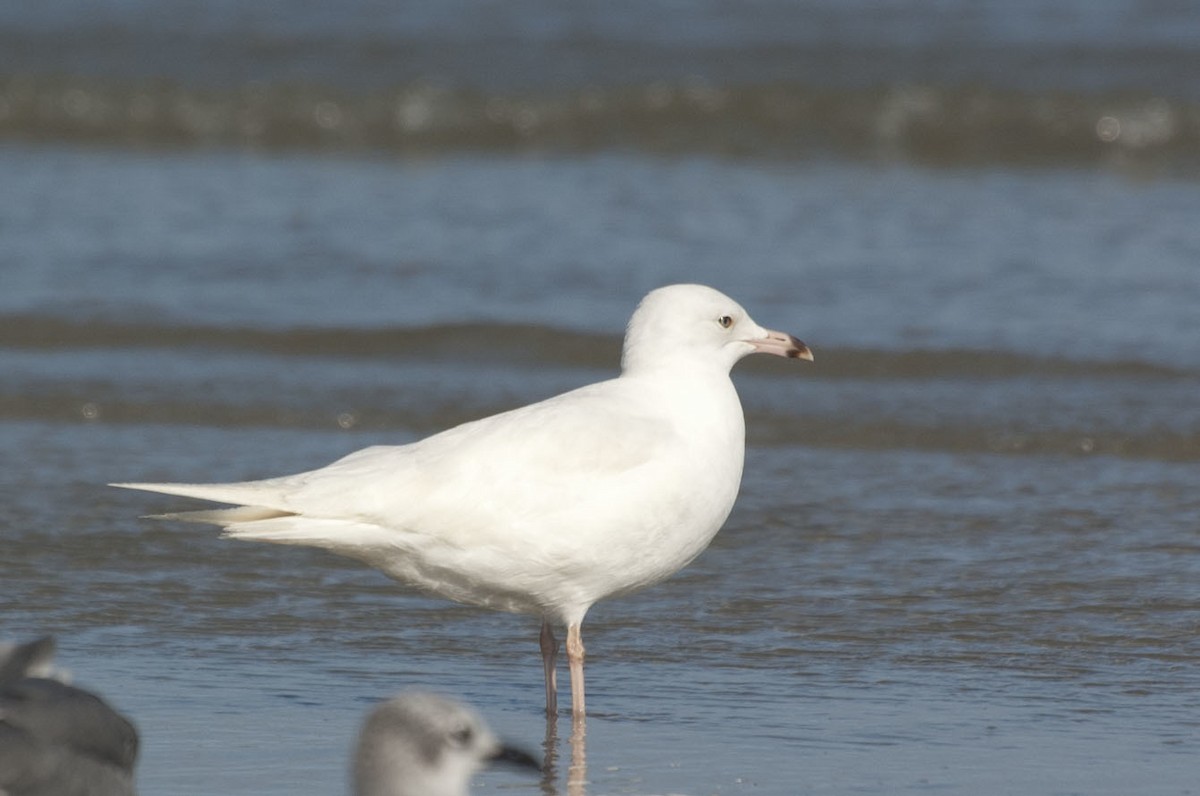 Ring-billed Gull - ML627175100