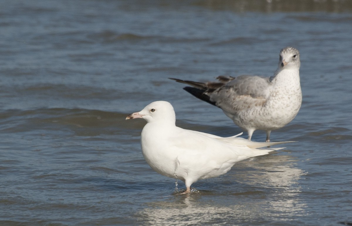 Ring-billed Gull - ML627175104