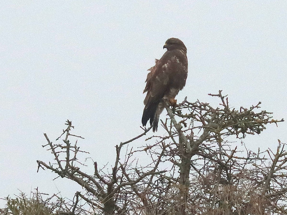 Common Buzzard - ML627175272