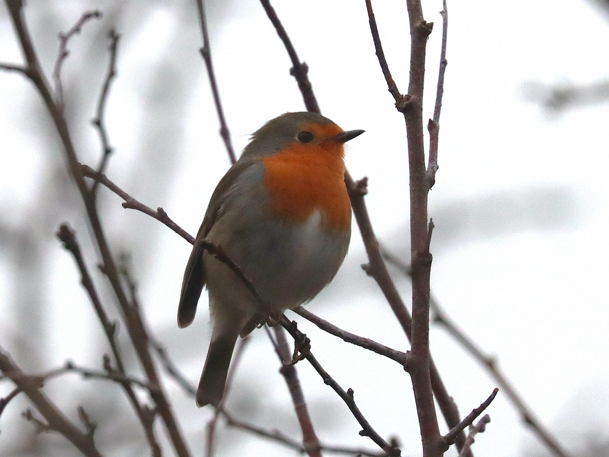 European Robin - ML627175274