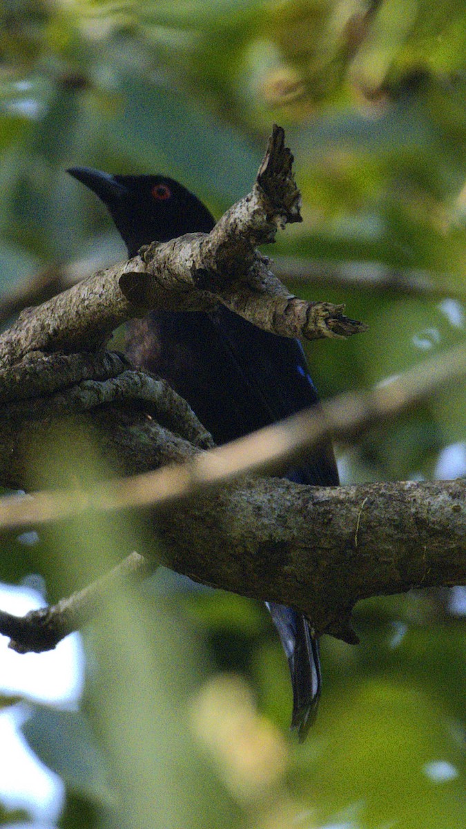 Asian Fairy-bluebird - ML627175289