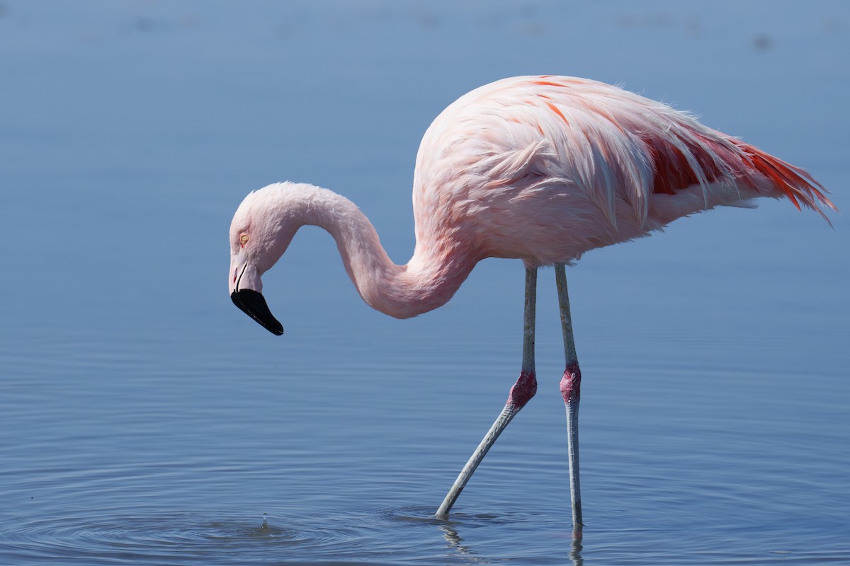Chilean Flamingo - ML627175322
