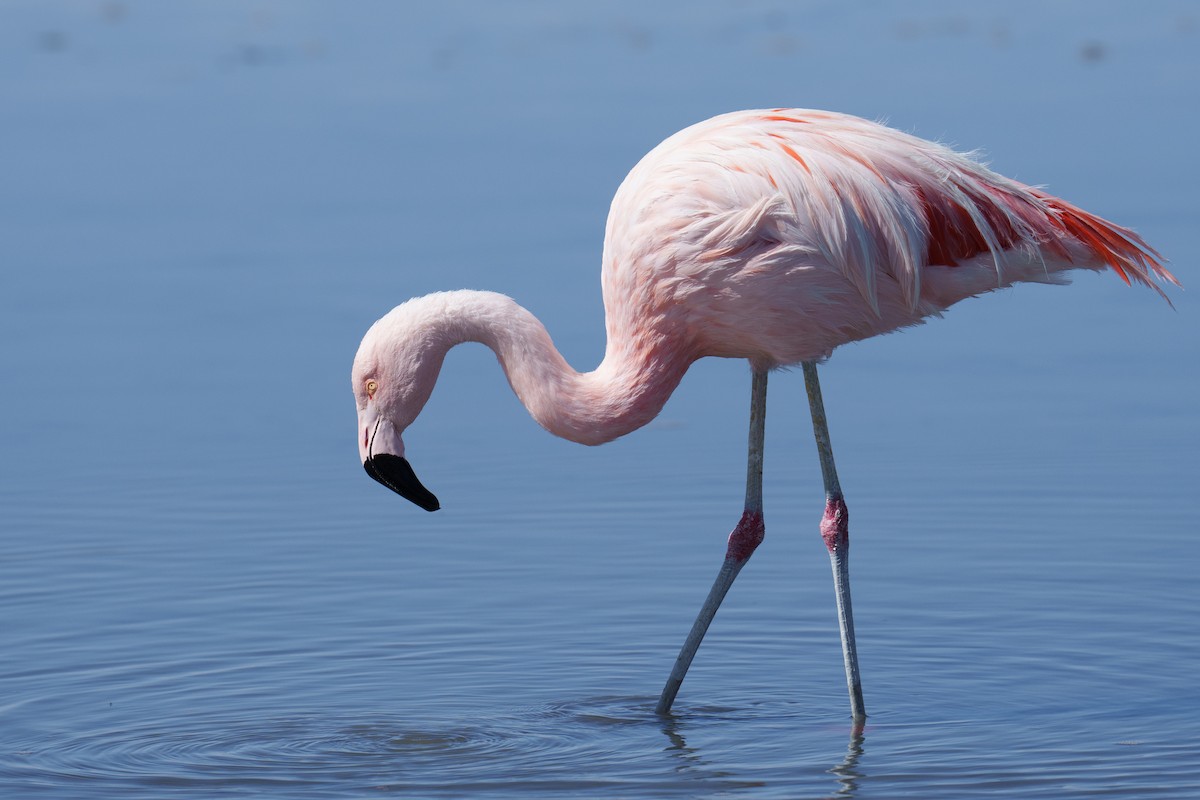 Chilean Flamingo - ML627175332